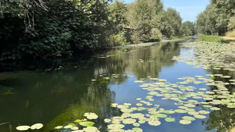 A stretch of calm water with scattered lilypads and trees on either side.