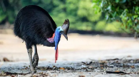 A southern cassowary with black feathers and a blue head