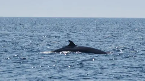 The top of a whale in the ocean.
