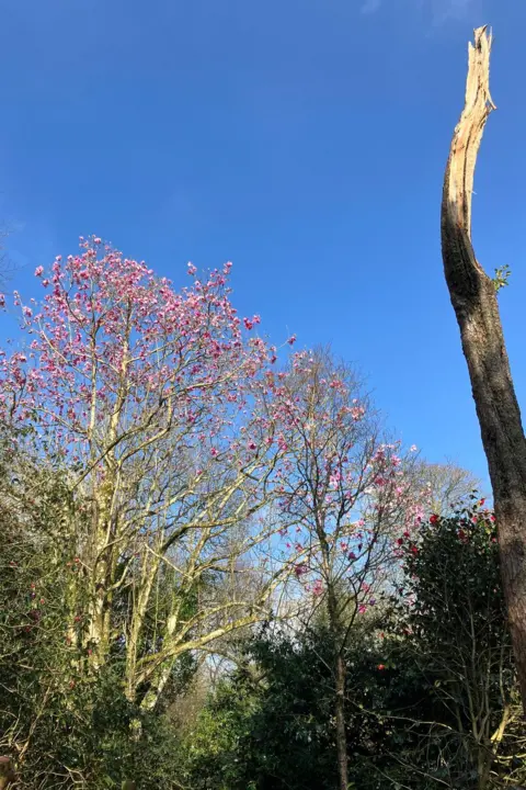 A large dark pink magnolia in flower next to a red camellia in flower under a bright blue sky. In the foreground is a tall, bare tree trunk which is splintered at the top.
