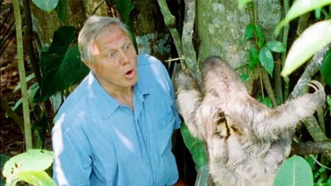 Attenborough on a ladder in shaded woodland, looking up and saying ‘boo’ to a sloth perched on a tree trunk