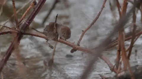 PA Media A water vole scampering across a thorny branch above a river.