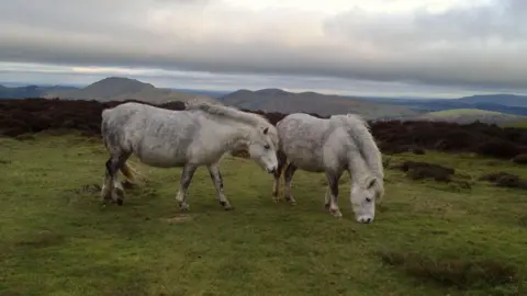 Two white wild ponies that are dappled slightly with grey. They are grazing on green grass, with heather bushes in the background