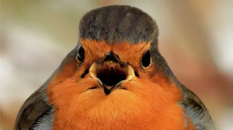 Red Breast Robin 