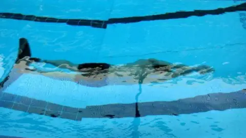 BBC A swimmer beneath the surface in a swimming pool. His arms are extended ahead of him and two rows of black tiles can be seen beside him in the blue water.