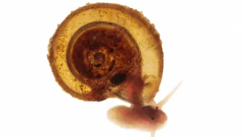 A close-up of a Little Whirlpool Ramshorn snail. 