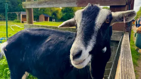 Image of Barry, a goat, at Deen City Farm. 