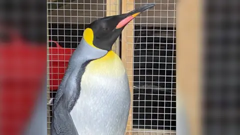 Birdland Park and Gardens A close up shot of a king penguin. A wire cage is visible in the background.