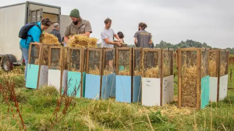 Holly Wilkinson 7 volunteers place straw in a series of cages for water voles in a field / wetland area in Northamptonshire