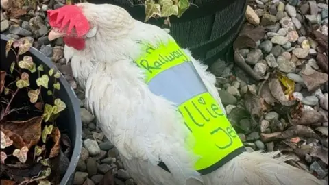 A chicken with a hi-vis jacket on amongst plant pots. 