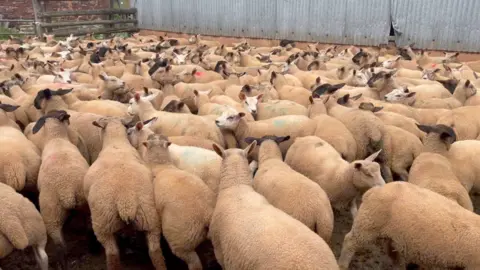 A farmyard packed with sheep. Some of them have black faces and some have white faces. Some are marked with green spray while others have red markings.