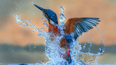 A kingfisher coming out of water. The bird’s body is partially submerged, with droplets and streams of water cascading off its feathers. Its long, pointed beak is angled upward, and the vibrant plumage is visible - blue on the head and wings, rusty orange on the ch