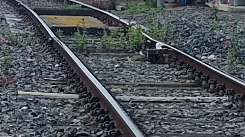 BBC White and black bird sitting between two railway lines