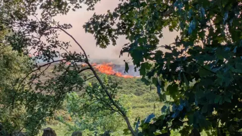 Elvie Drinkwater Wildfire in background of a photos which can be seen through trees
