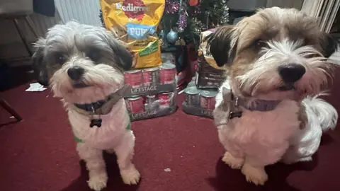 Animal Foodbank UK Two white and grey dogs sit on a red carpet in front of piles of pet food and a Christmas tree.