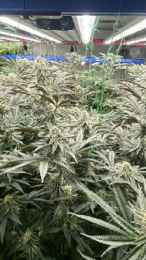 A building filled with cannabis plants growing