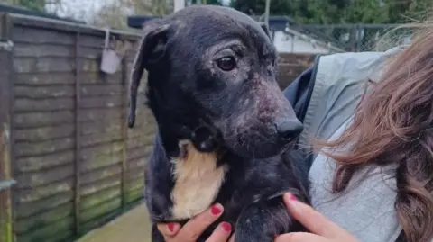 A small black dog with short fur and visible patches of hair loss on the face and body is being held by a person just outside of the frame. 