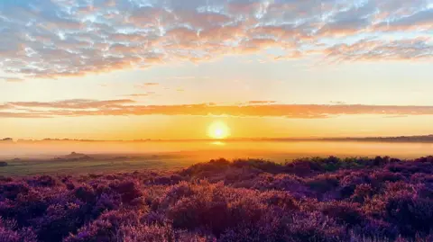 The sun rising over Roydon Common. In the foreground, there are plants that are tinged red by the sunlight. There is fog on the ground. The sun is in the middle of the picture. There are clouds in the sky, which also has red tinge.