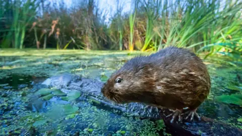 Getty Images A water vole perched upon a twig on wetlands in the Gwent Levels. The vole is brown and looks a little like a rat with a blunt nose. It is surrounded by water, and reeds at the edge of the photograph.