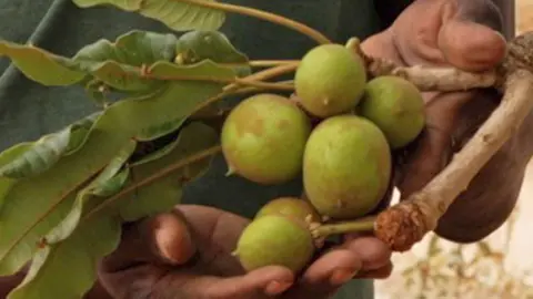 Hands holding the green fruit of a shea nut tree