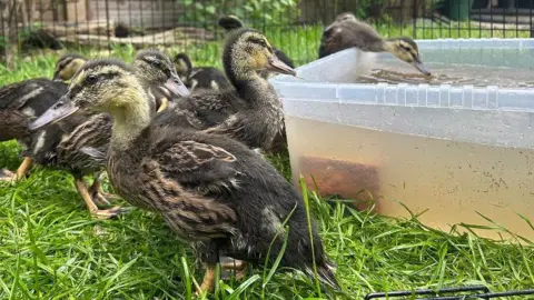 Orphaned ducklings enjoying a bath in a Redcar garden after being rescued unhatched following their mother's death