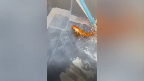 MyVet Goldfish lying upside down in the water. Blue and white tubes drip liquid into the water.