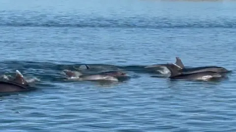 Angus Browne Five dolphins swim in open water. Their heads and fins are visible and they are swimming in a pod.