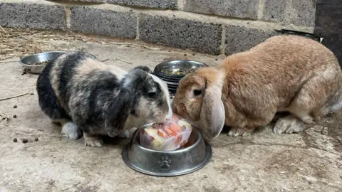 Newham Grange Farm Two rabbits, one black and white and the other light brown, eating a block of frozen fruit out of a silver metal dog bowl. 