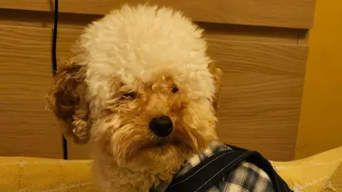 Handout Close up of Ciccio