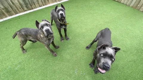 Three Cane Corso dogs stood on astroturf looking at the camera. 
