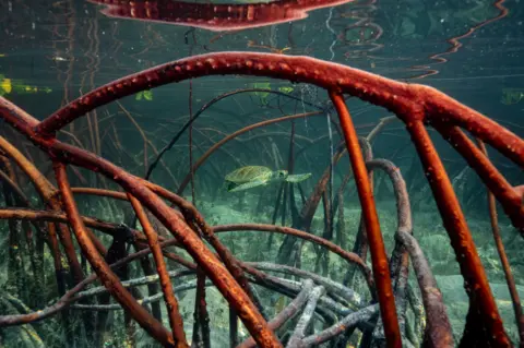 Olivier Clement A turtle navigates mangroves roots at high tide in the Bahamas