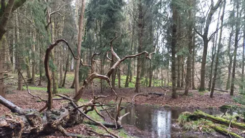 David Logan/Woodland Trust A fallen tree sits on the forest floor by a natural pool of water. It is surrounded by tall conifer trees. There are brown leaves across the forest floor and other fallen trees in the background. 