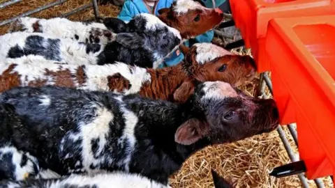 Ulster Herald Five calves, three black and white and two brown and white feed from a red tray