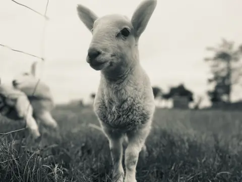 Eilidh Robertson Black and white image of a lamb