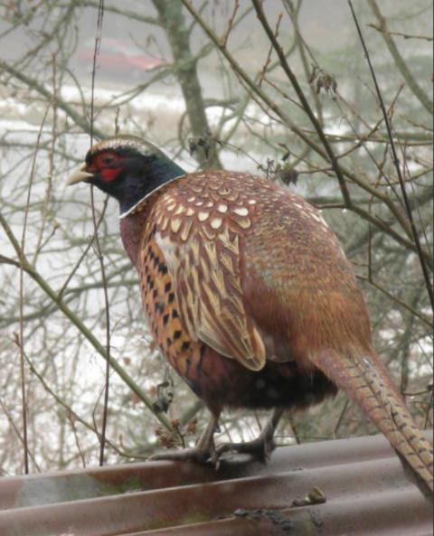 A pheasant looks out across some water