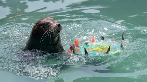 A sea lion in a pool - its head and neck visible above the water. It is next to an icy treat made with fruit and fish, which floats in the water.