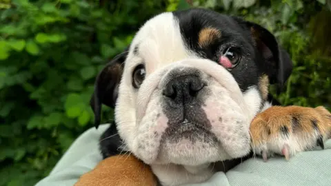 Wings and Paws Animal Rescue Matilda the puppy