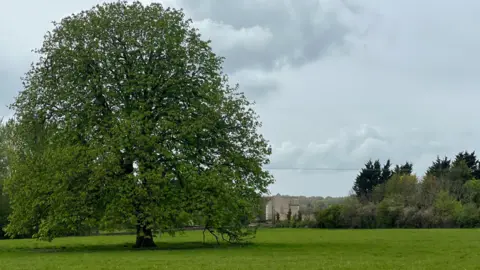 A photograph of a green field with a large tree on the left-hand side. In the distance is a row of trees broken by a house, with white and grey clouds in the sky.