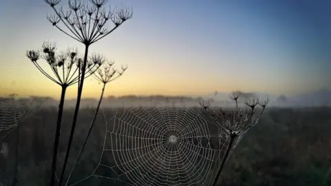 A large spiders web sits between two plants. Another web can also be seen to the right of the picture. The background is out of focus but there is mist on the horizon and the shot has been taken as the sun's coming up.