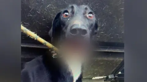 A black lurcher dog with a white chest looks to the camera, a rope lead around her neck. Her muzzle is blurred in the image because of her injuries.