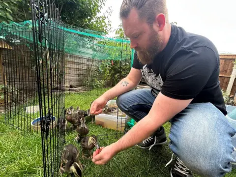 James Carter with the ducklings in his garden. He is feeding one. They others are in a makeshift pen.