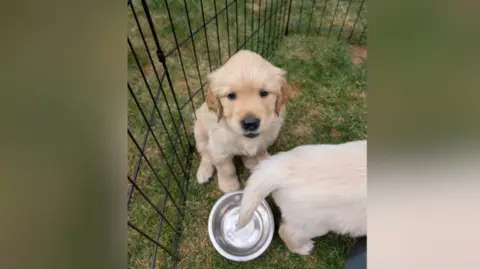 Two golden retriever puppies in an outside enclosure. One of them is looking up. Only the tail and the back of the other is visible. There is an empty dog bowl in front of them.