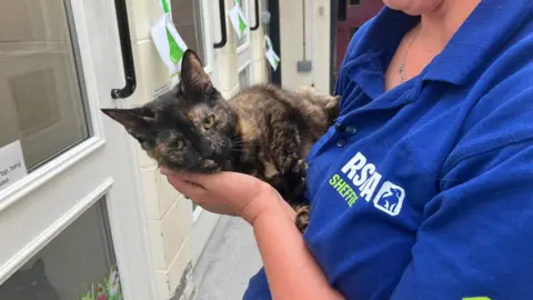 A close-up view of a tortoiseshell cat being held in the arms of a person wearing a bright blue polo shirt. The cat has a mottled coat of black, brown and cream colours, with distinctive lighter markings around the face and ears. The cat is resting comfortably across the person's forearms, with its body curled slightly and its head angled toward the camera. Its yellow-green eyes are open and clearly visible.

The person holding the cat is wearing a blue polo shirt with the white and yellow text "RSPCA Sheffield" and the RSPCA logo printed on the front. A small black clip-on microphone is attached near the shirt collar, and a silver necklace is visible around the neck.
