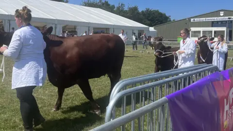 Clara-Mae Turrall/BBC  Cows on display