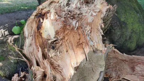 A snapped tree branch