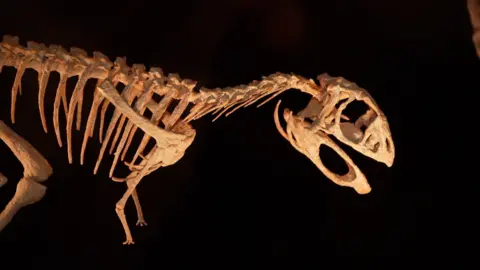 A tiny skeleton of a dinosaur with no teeth is shown behind. black background