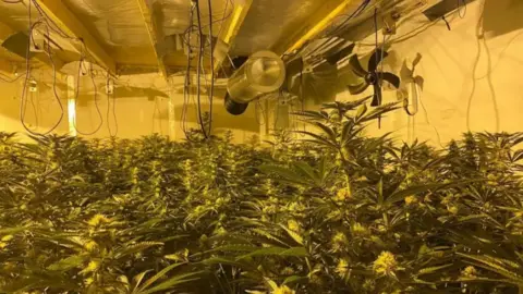 Large rows of cannabis plants inside what appears to be a tent. There are fans, lights and cables dangling from the ceiling. 