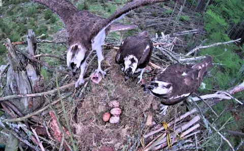 FLS Three ospreys - one of them carrying some fish - on a nest which has four speckled eggs in it