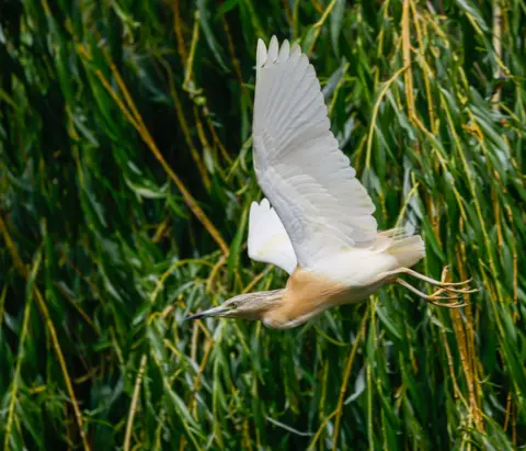 Elliot Creak A squacco heron takes flight with wings fully extended. The bird is showing bright white feathers. It is flying past dense green reeds with trailing yellow stems in the background.