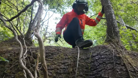 A surveyor in an orange jacket and black safety boots steps over a fallen tree as he follows the route of overhead lines through a forest
